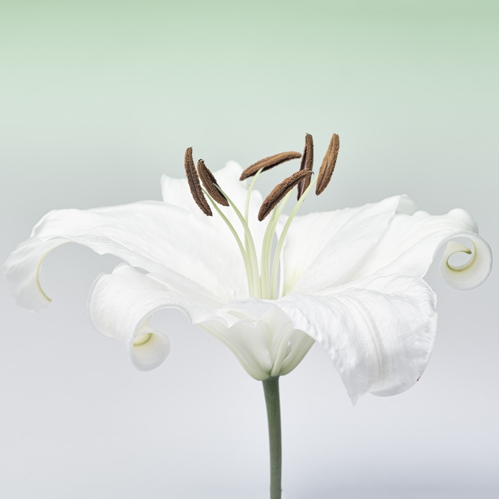 Weiße Rosen