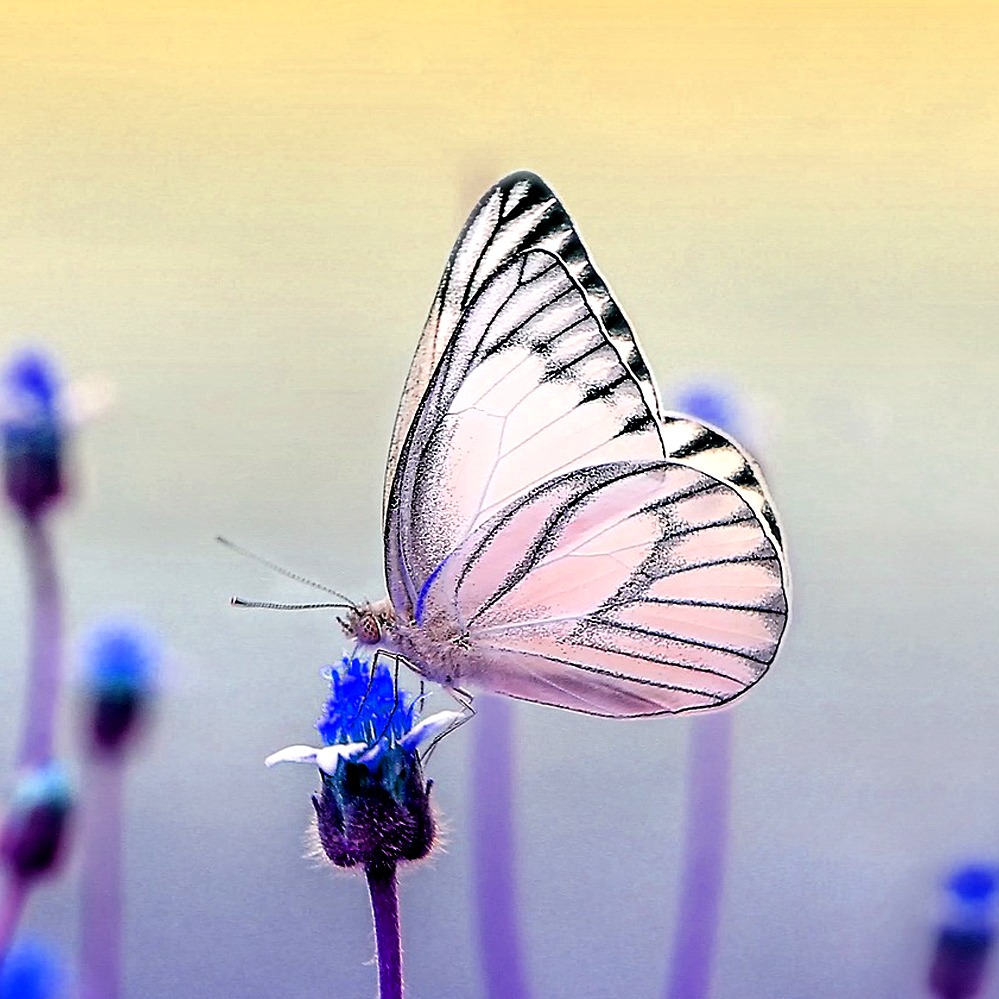 Schmetterling3 Fröhliche Frau